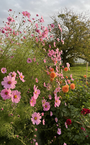 STF Bild Slider Flowers Garden